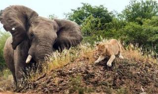 动物世界狮子吃大象 动物里大象能吃老虎和狮子吗